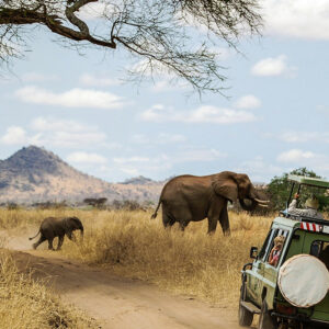 African Safari Packages for Seniors