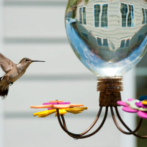 Hummingbird Feeders &#8211; Types, Top Options, and Tips