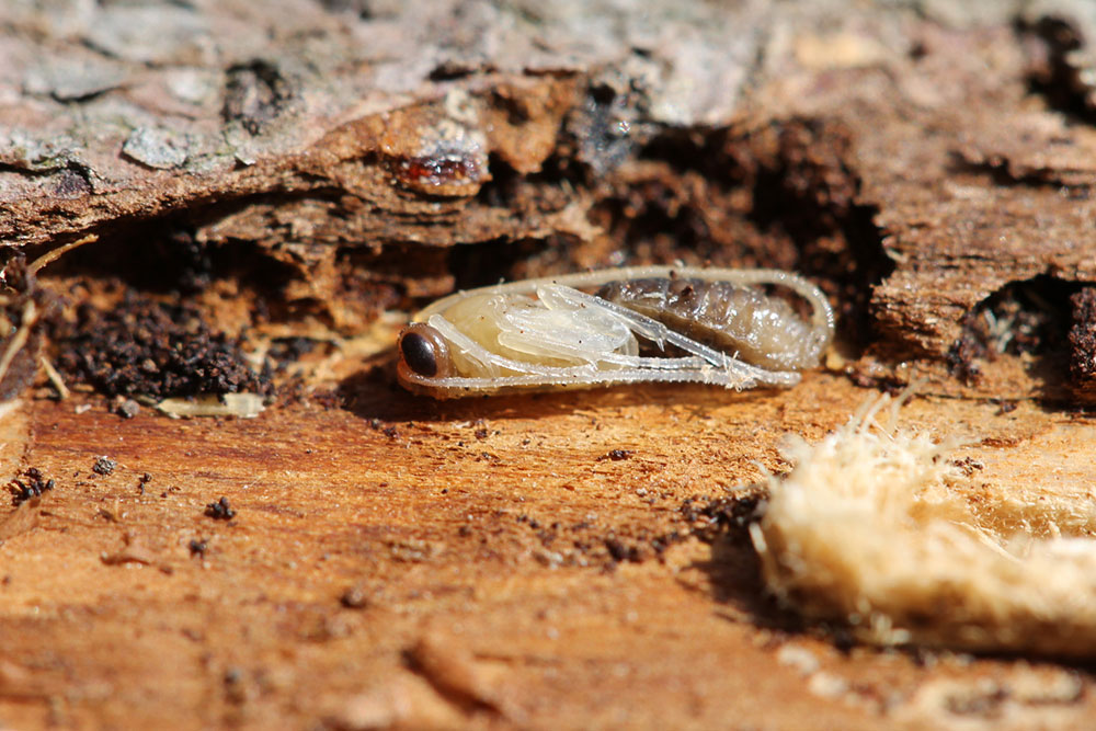 Tree Borers &#8211; Types, Signs of Infestation, and Remedies