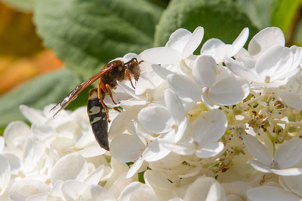 6 Ways to Get Rid of Cicadas from One&#8217;s Property