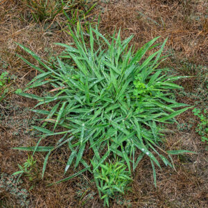 8 Ways to Get Rid of Quackgrass