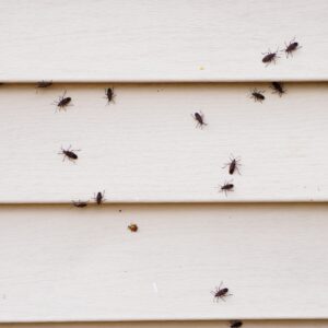 8 Ways to Get Rid of Boxelder Bugs