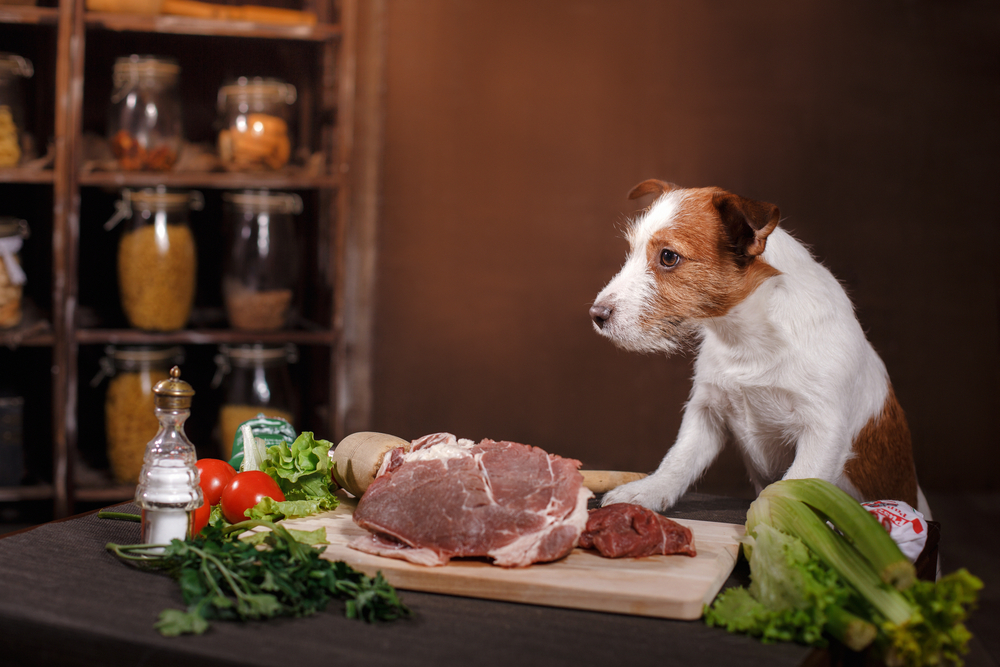 A Guide To The Best Premium Dog Food