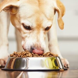 An overview of Hypoallergic dog foods and where to get them on sale