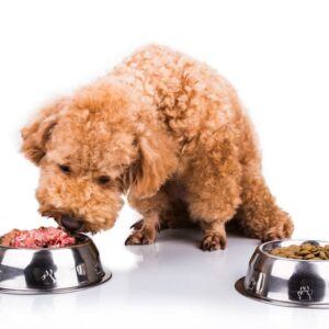 Can a dog have a sensitive stomach &#8211; Can choosing the right food help