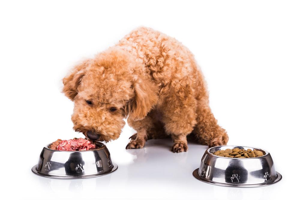 Can a dog have a sensitive stomach &#8211; Can choosing the right food help