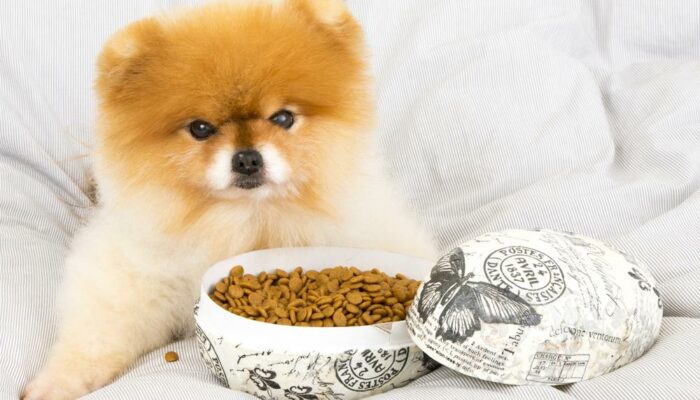 Dry vs. wet food &#8211; How to choose the best for your pet