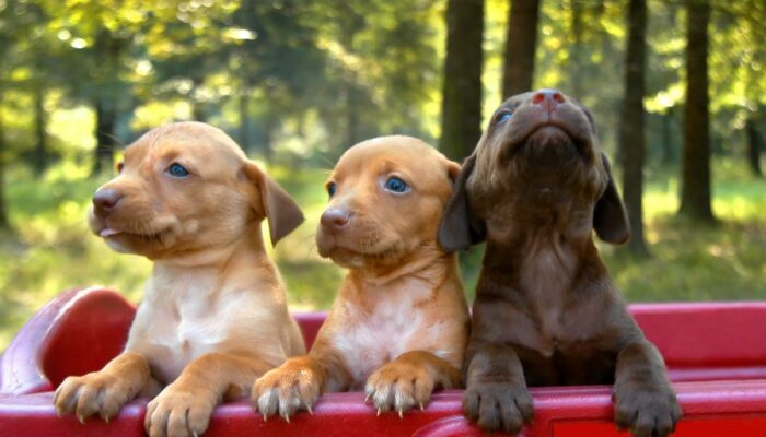 Find the pup of your dreams at small dogs sale