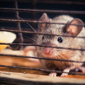 Five questions to ask before you hire a rodent pest control expert