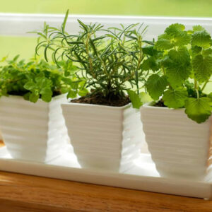 Green kitchens &#8211; growing a garden where you cook