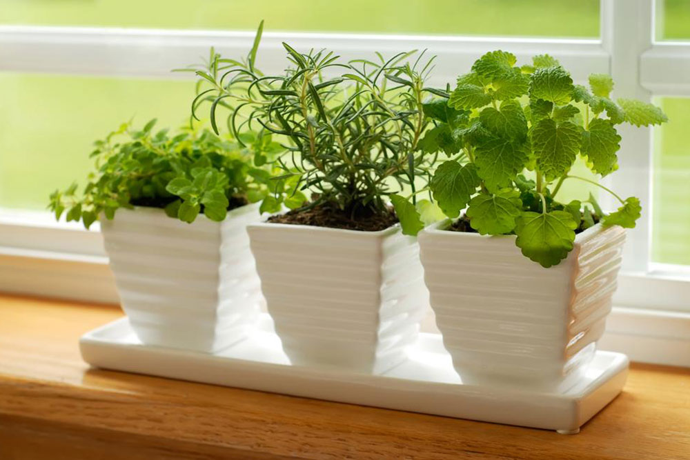 Green kitchens &#8211; growing a garden where you cook