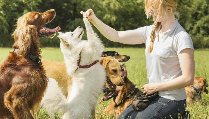 Here&#8217;s how house pets and domestic animals differ