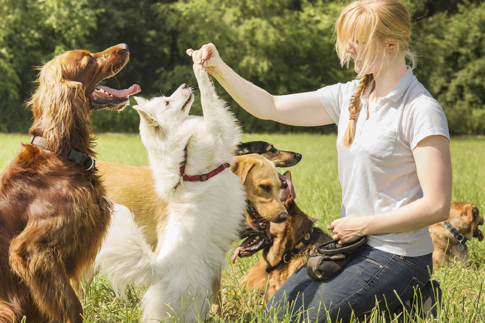 Here&#8217;s how house pets and domestic animals differ