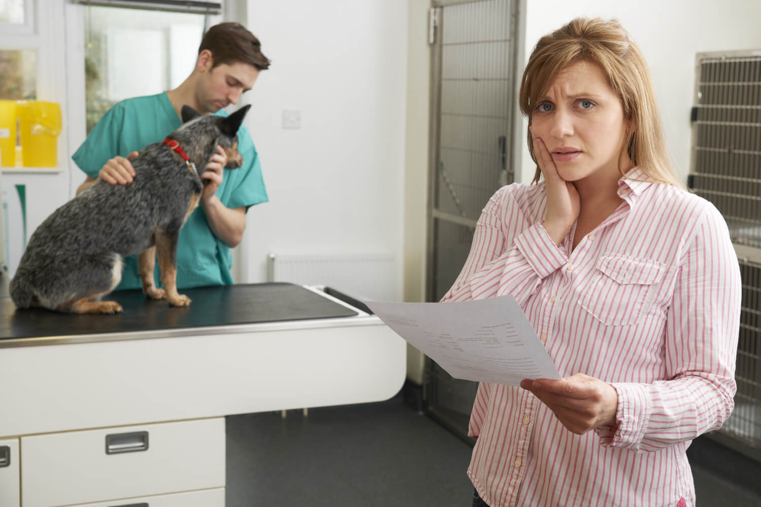 Pet Insurance Cover For Euthanasia