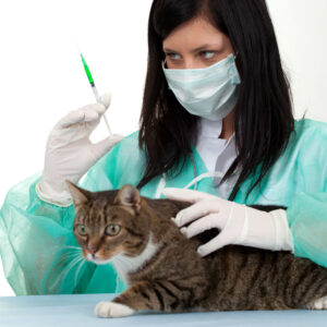 Pet Insurance Policies On Surgery