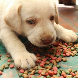 Popular websites to buy puppy food