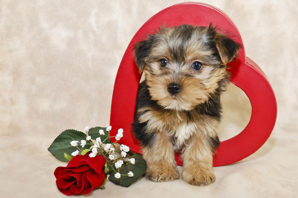 Tips to bring up a Morkie puppy