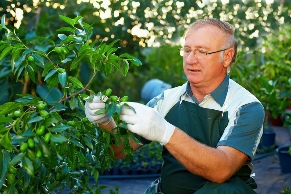 Tree care tips that every passionate gardener should know