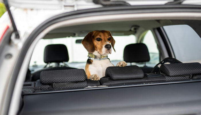 4 benefits of installing a car pet barrier