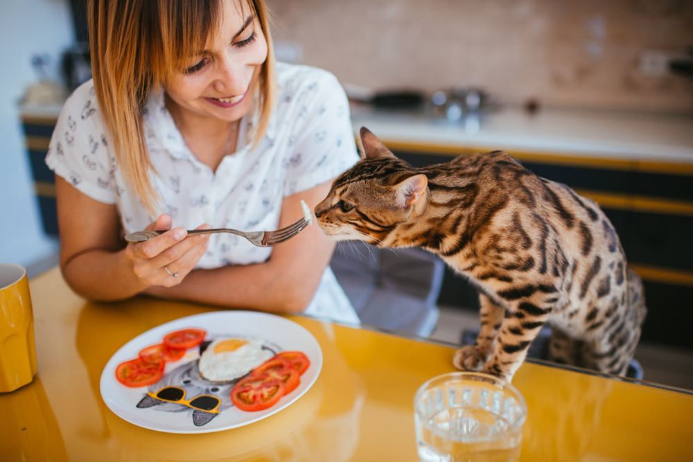 5 Popular Cat Foods to Choose From