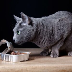 6 canned foods recommended for cats