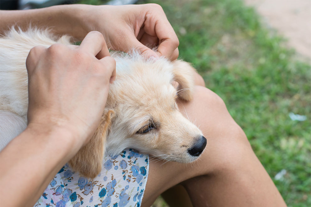 Easy and natural ways to get rid of fleas and ticks