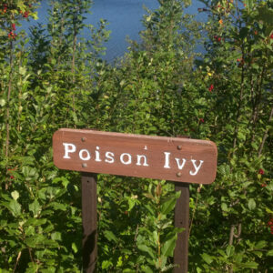 Symptoms and Ways to Treat Poison Ivy Rashes