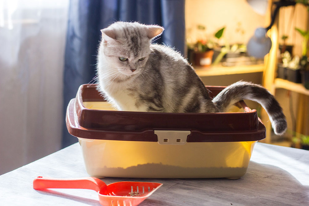 4 ways to reintroduce cats to the litter box