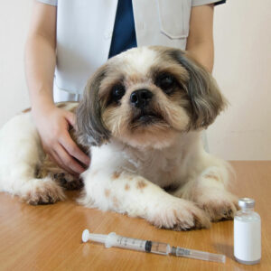 4 Ways to Save Big on Pet Medication