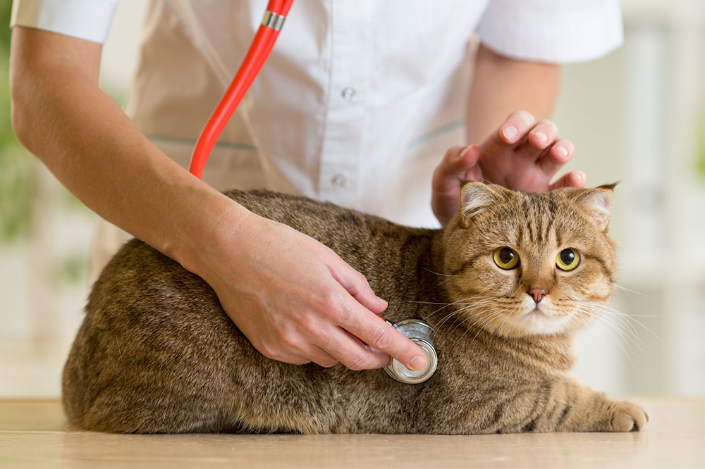 6 Common Health Problems in Cats