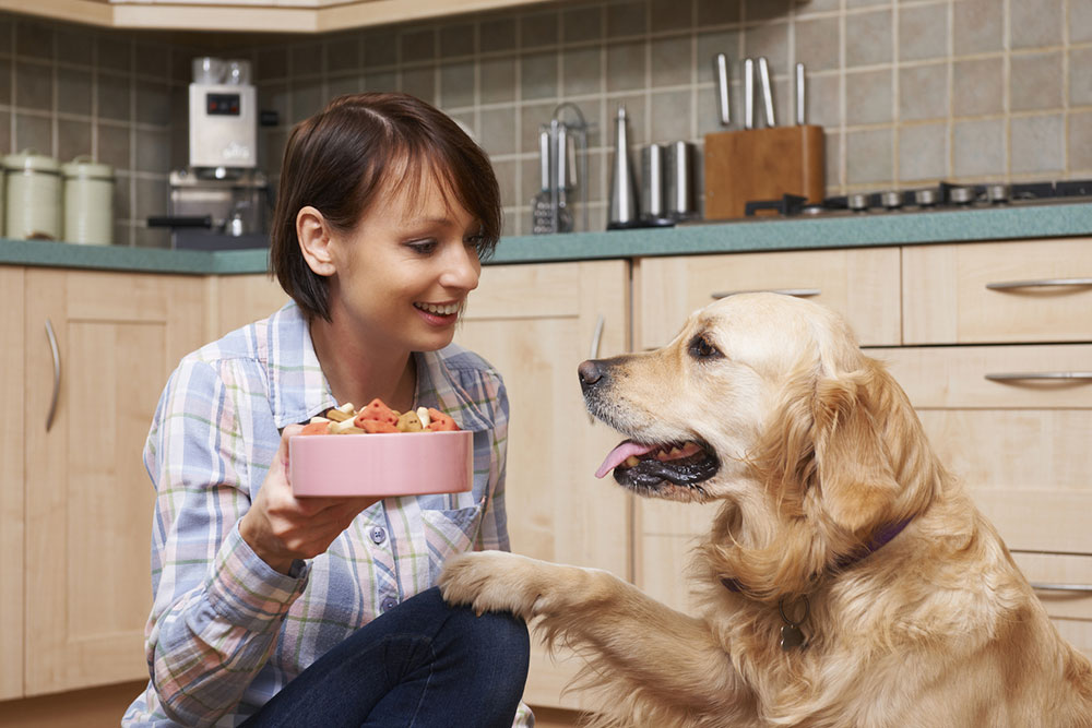 7 healthy dog food brands for your beloved pet