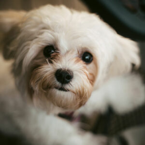 Things to Keep in Mind While Training Your Shih Tzu Dog