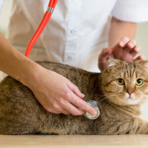 Top Five Crucial Aspects of Pet Treatment