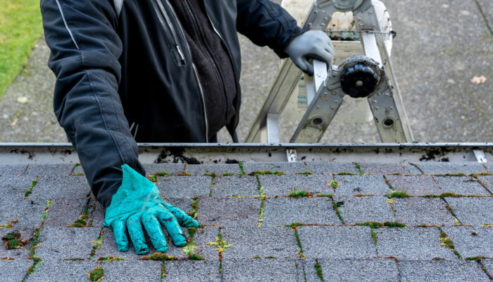 Easy DIY Roof Moss Killers to Try Today