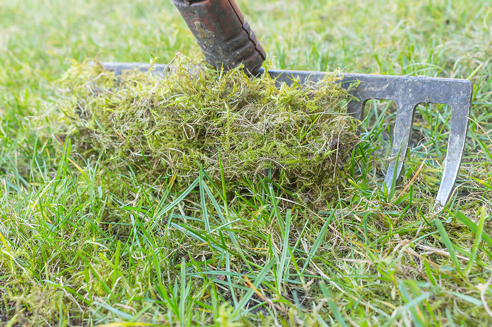 4 Easy Ways to Get Rid of Moss in the Lawn