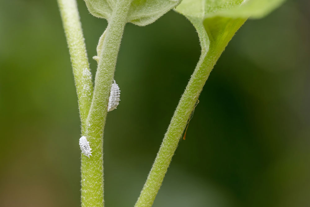 6 Ways to Deal With a Mealybug Infestation